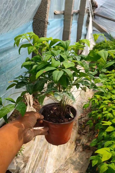火焰南天竹