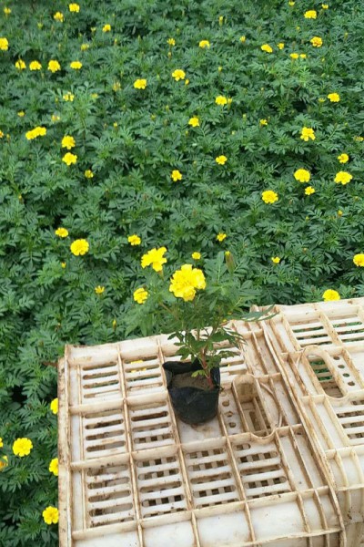 孔雀草