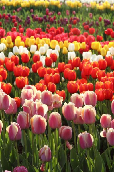 郁金香花海