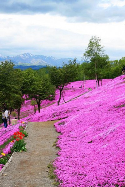 芝樱花海