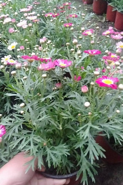 木筒蒿