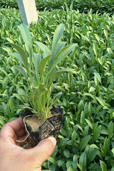 金鸡菊