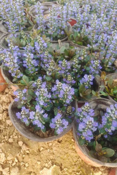 筋骨草