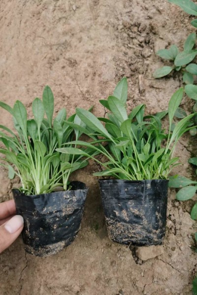 金鸡菊