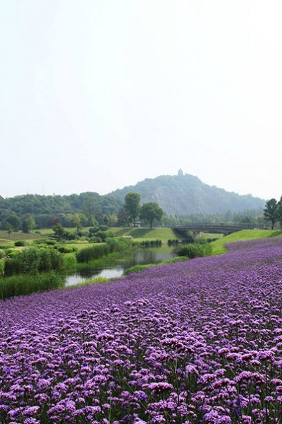 柳叶马鞭草花海