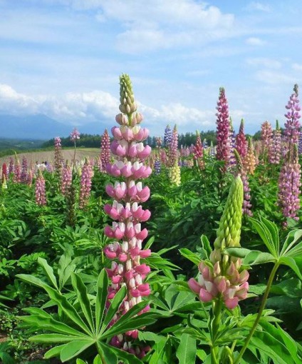 鲁冰花花海