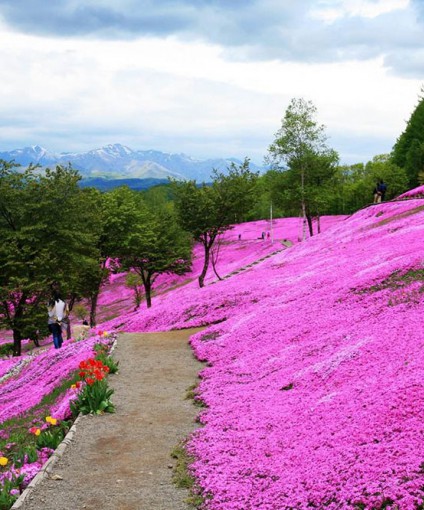 芝樱花海