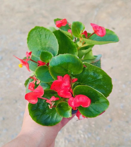 四季海棠