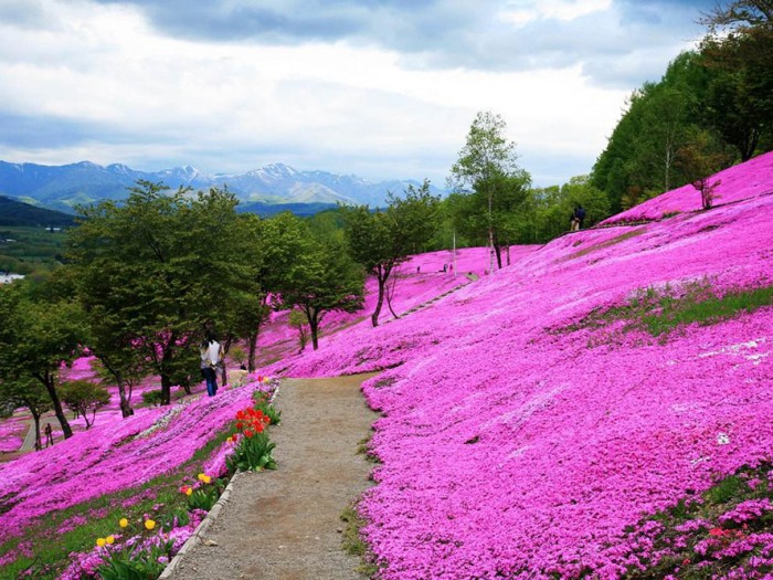 芝樱花海